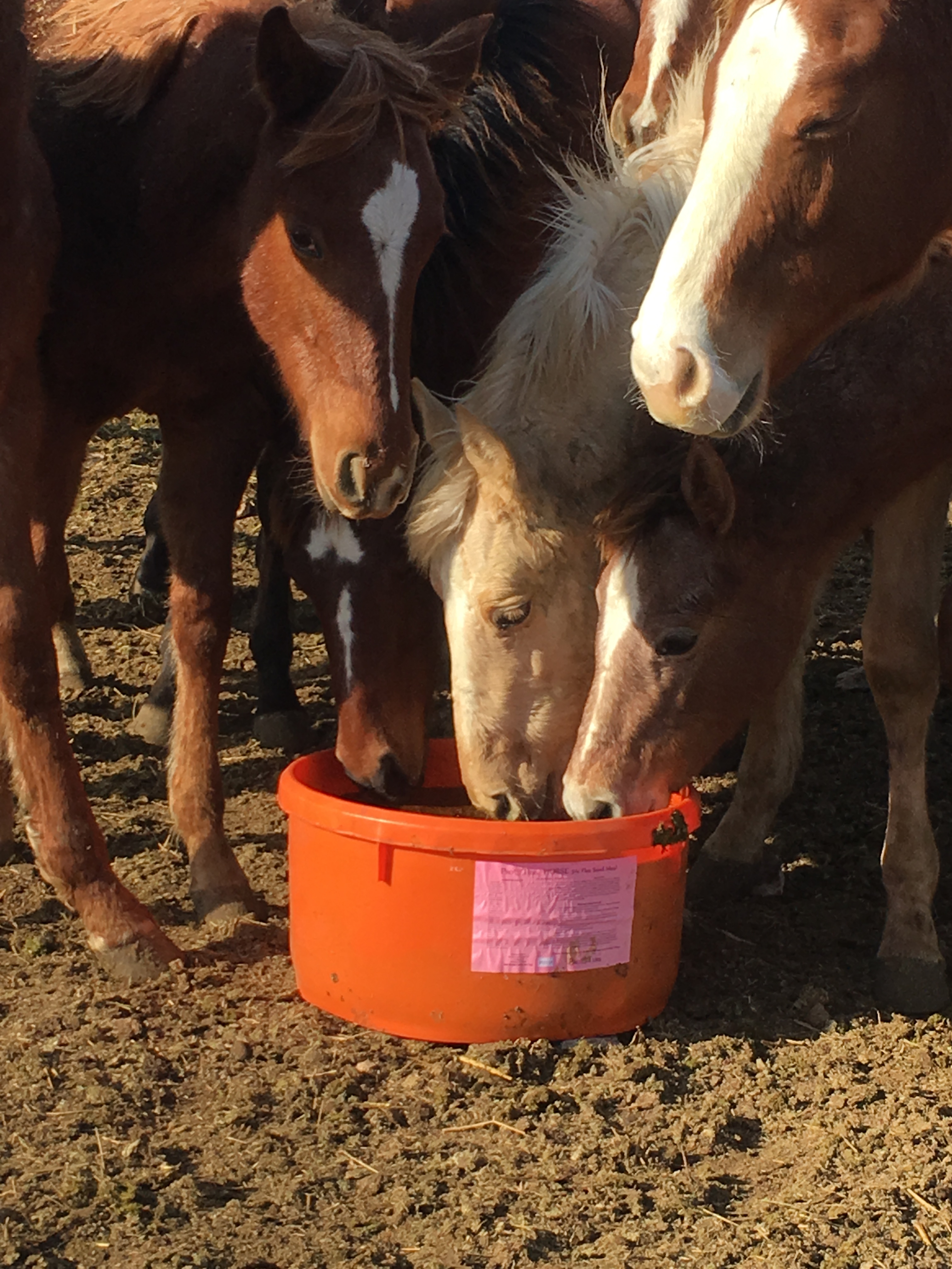 ProTubs Horse 5 Flax Seed Pro Tubs